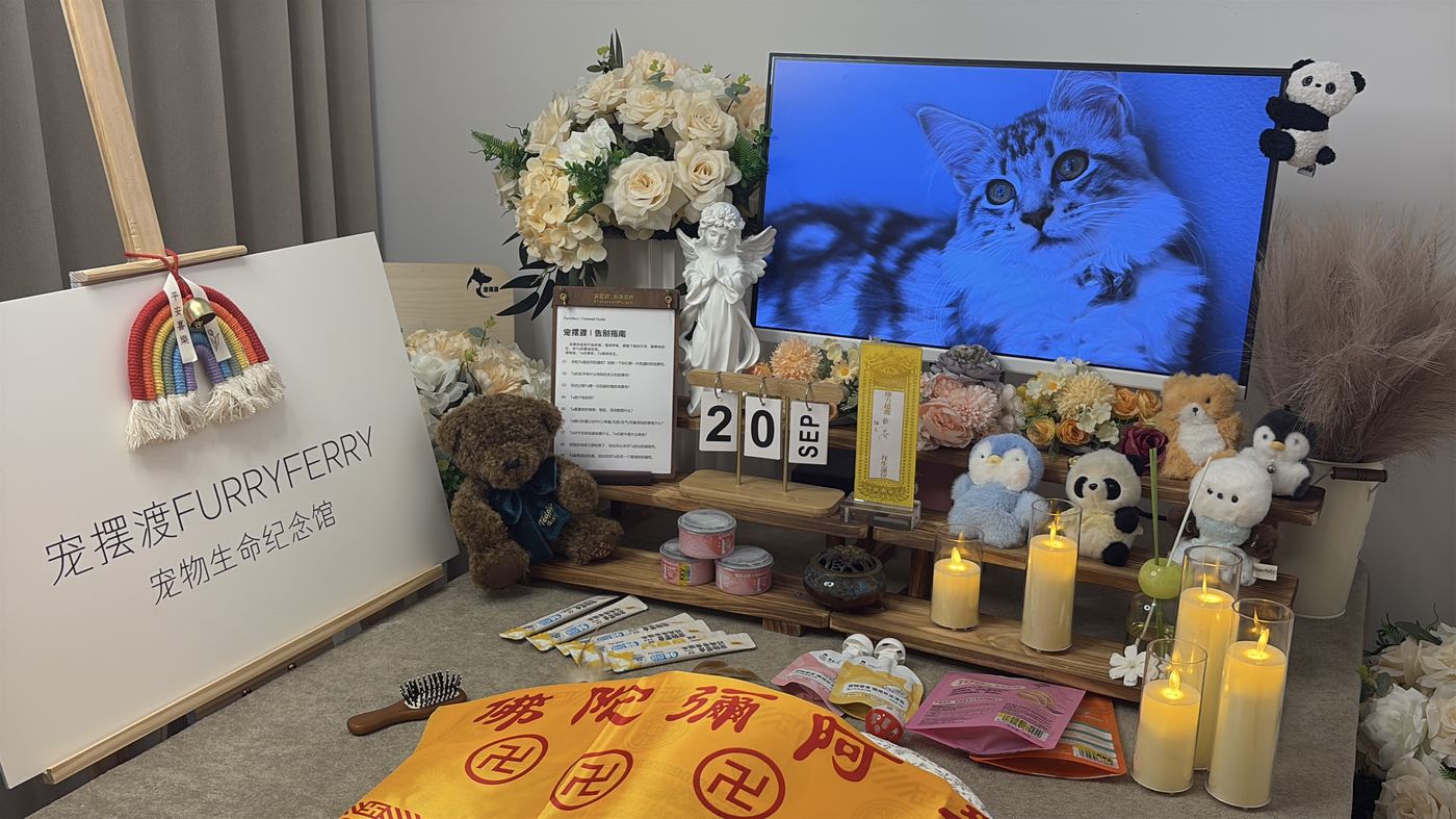 猫咪离世后怎么办？太原猫主子告别指南