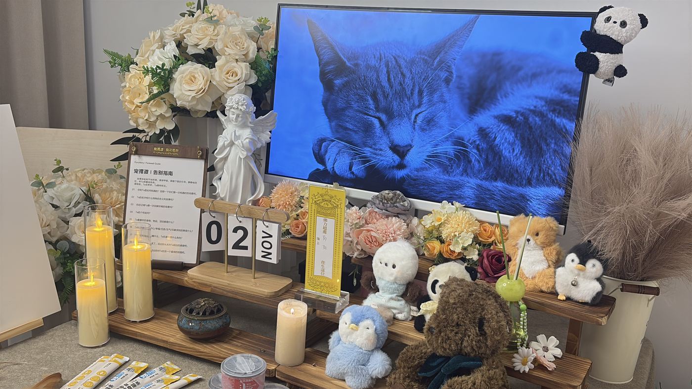 猫家庭特别提示